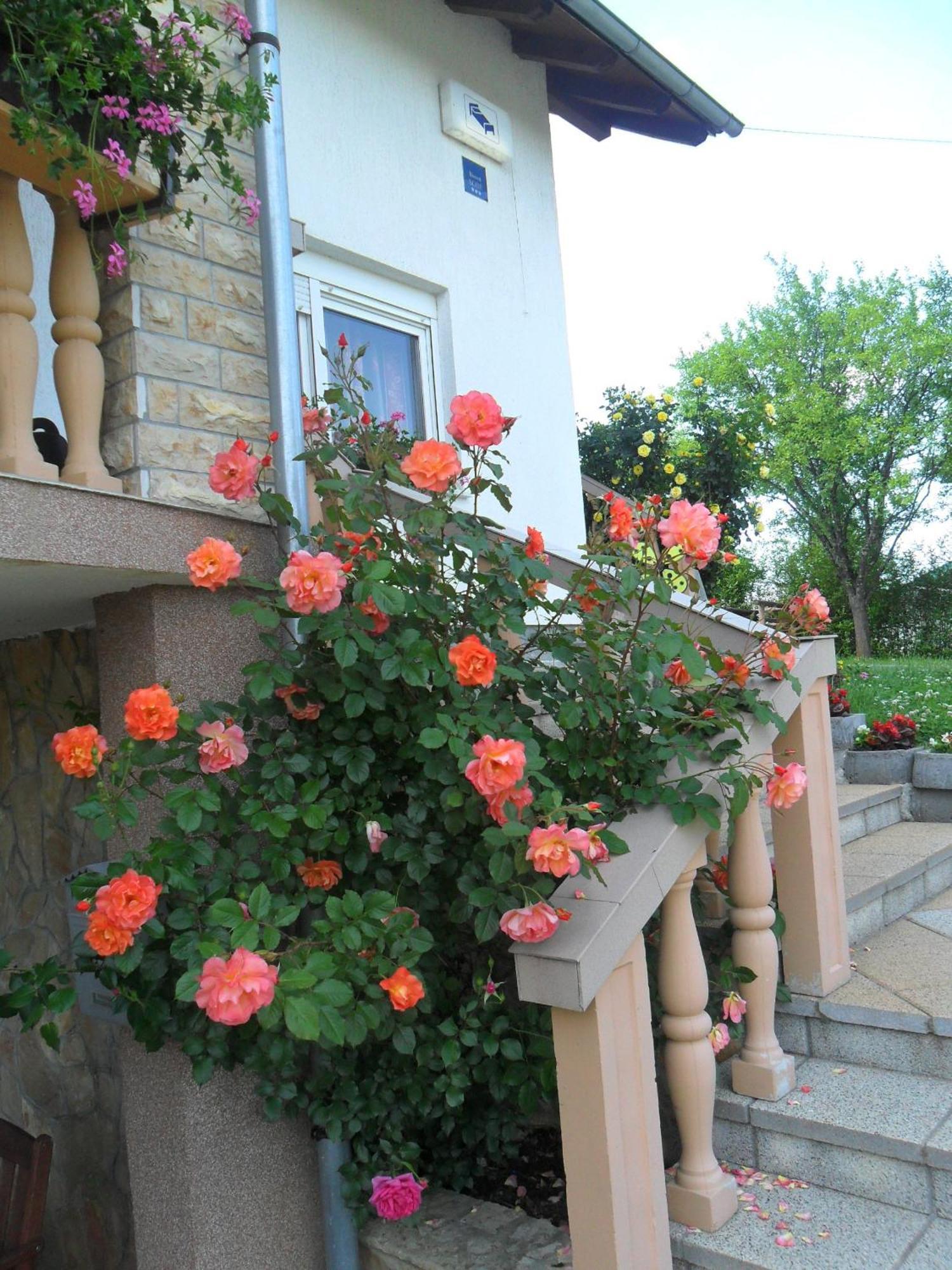 Guesthouse Sara Grabovac  Exterior photo